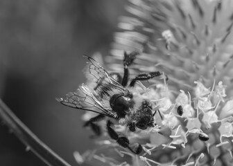 Bee collecting pollen on white flower black and white macro