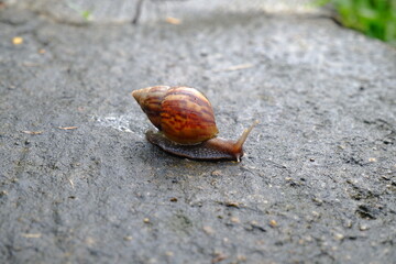 Snails or slugs (Achatina fulica) walking on mossy ground