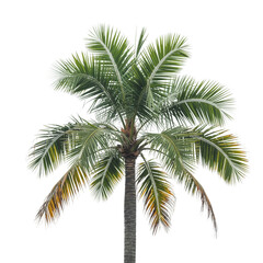 Fototapeta premium Palm Grove Symphony AI Generated on white Background.png