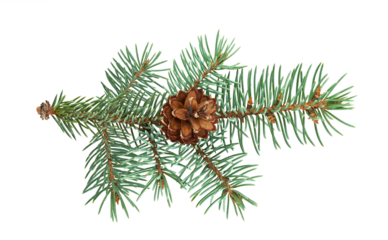 Green pine branches with brown pinecones isolated on a transparent background. A festive and natural element ideal for Christmas or winter holiday themes, symbolizing seasonal decor and nature. PNG.