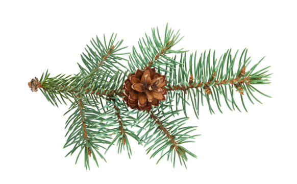 Green pine branches with brown pinecones isolated on a transparent background. A festive and natural element ideal for Christmas or winter holiday themes, symbolizing seasonal decor and nature. PNG.