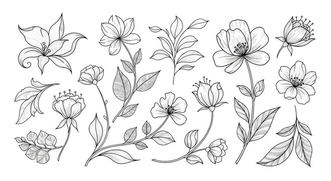 Elegant line art floral illustrations featuring various blossoms leaves and delicate branches perfect for decorative design projects.