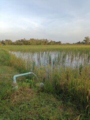 A vibrant summer irrigation system waters the lush green field under a bright blue sky in this rural landscape where agriculture meets nature's meadow