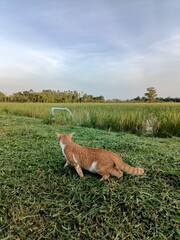 A little kitten is in a summer field under a clear sky.