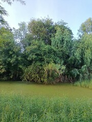 The lush green trees along the pond are overgrown with weeds under the sky.