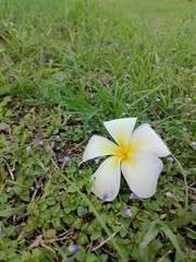 Beautiful white frangipani flowers bloom in a tropical garden surrounded by lush green foliage.