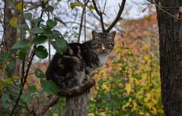funny cat sitting on a wooden pole with blurred background