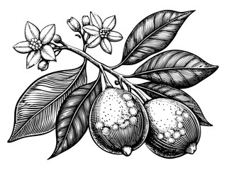A detailed botanical illustration of a lemon branch with lemons. Vector illustration.