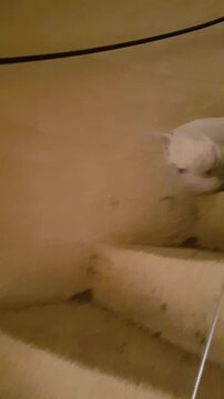 La Tour Carboni&egrave;re