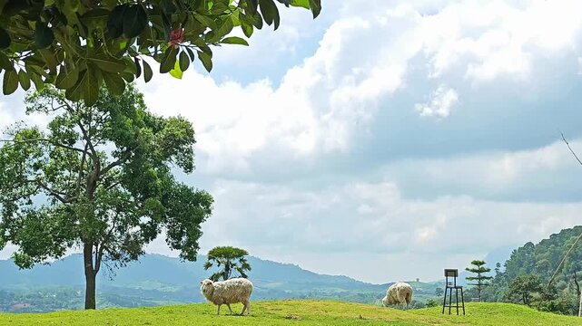 Peaceful scene of two sheep eating grass on a green hill under blue sky with trees.

