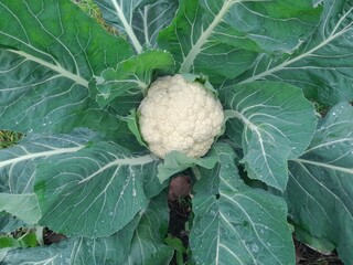 Cauliflower. Close up photo.