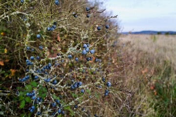 Schlehen im Herbst an einem Strauch ohne Bl&auml;tter