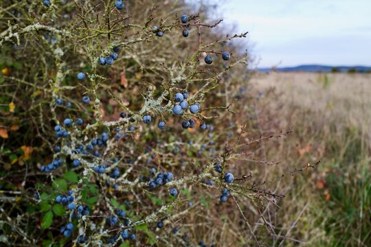 Schlehen im Herbst an einem Strauch ohne Bl&auml;tter