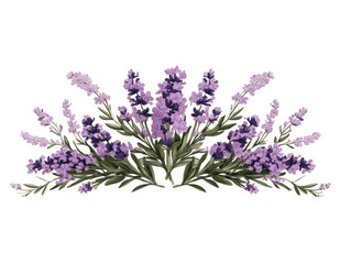 Fototapeta premium Purple lavender flowers isolated on transparent background