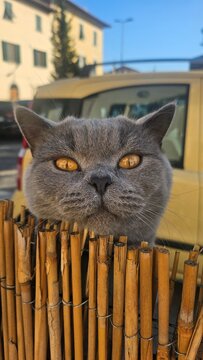 muso di gatto grigio con occhi gialli
