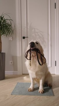 Vertical Real Life Video Golden Retriever Holding Leash Sitting on Doormat Near White Door Patient Dog Waiting for Walk Cozy Home Pet Love Routine Companionship Loyalty