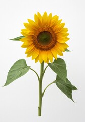 Obraz premium Sunflower blooms brightly in studio setting
