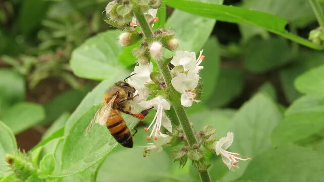 Video of a bee with pollen baskets over basil flowers. Basil flowers and bee. Pollination of flowers. Bee with visible corbicula, or pollen baskets, on legs.