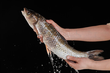 Fresh Live Carp Fish in Hands with Water Droplets on Black Background