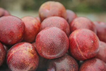 Fresh Red Plums with Rouge and Blood Red Skin - Healthy Organic Stone Fruit