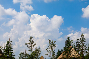 Blue Sky with Large Puffy Cumulus Clouds and Pine Tree Silhouette