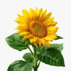Fototapeta premium Single bright yellow sunflower with green leaves isolated on white background