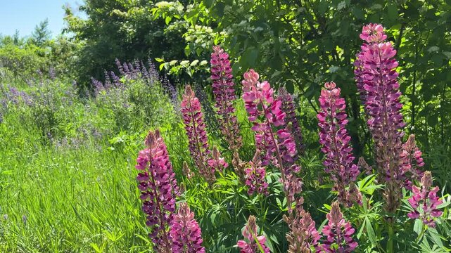 Garden lupin lupinus polyphyllus bigleaf lupine in meadow grass.