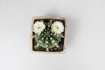 Blooming Gymnocalycium Cactus with Two White Flowers, Top View
