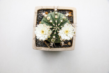 Blooming Gymnocalycium Cactus with Two White Flowers, Top View