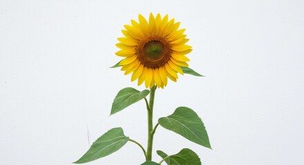Sunflower blooms brightly against white background
