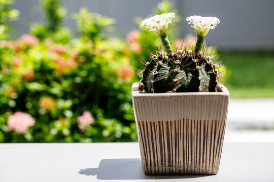 Blooming Gymnocalycium Cactus in a Pot with Soft Green Bokeh Background