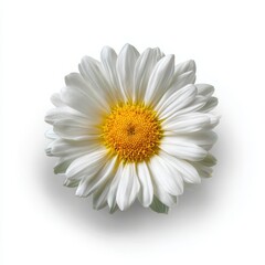 Single white daisy flower with yellow center isolated on white background