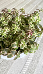 A close-up shot of a Crassula marginalis succulent plant with small, rounded leaves arranged in a dense pattern, creating a fresh and vibrant feel against a textured background.