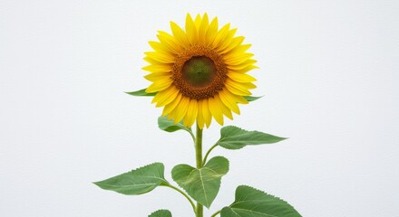 Sunflower blooms brightly in isolation