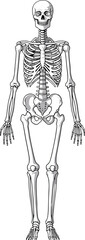 Human skeleton anatomy illustration, medical cad drawing, flat vector artwork, educational biology diagram, skeletal system bones structure, healthcare design reference