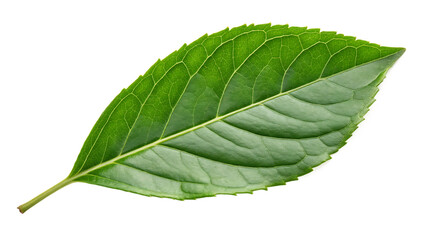 Obraz premium Emergence of a vibrant green leaf cut out on PNG. AI GENERATED.