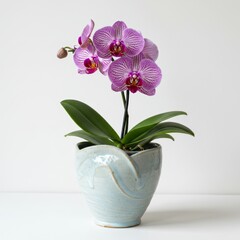 Orchid blooms elegantly in ceramic pot