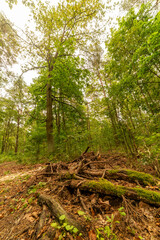 Drzewo i konary © Marcin