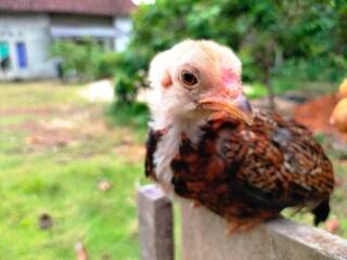 very cute teenage chicks