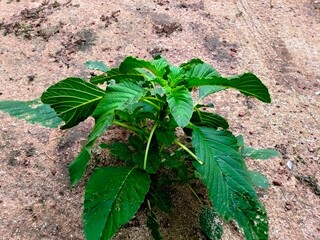 green spinach plant with wide leaves
