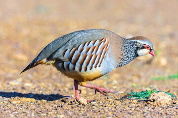 Red-legged Partridge 'Alectoris rufa' Walking in Ciudad Real, Spain