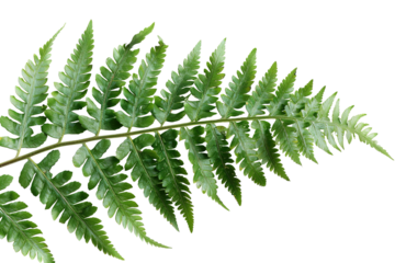 A vibrant green fern branch is presented against a transparent background, highlighting its lush texture and delicate fronds. This natural element adds a fresh touch to various design themes