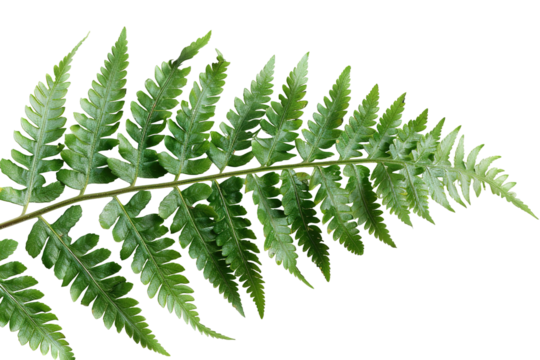 A vibrant green fern branch is presented against a transparent background, highlighting its lush texture and delicate fronds. This natural element adds a fresh touch to various design themes