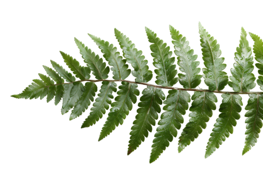 Green fern branch set against a transparent background, perfect for use in nature-inspired designs, botanical illustrations, or decorative projects. Ideal for various artistic applications - Powered by Adobe