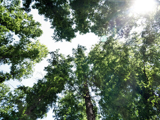 Looking up through green forest canopy with sunshine streaming through trees in summer springtime woodland landscape