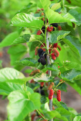 Fresh Mulberry Fruits Growing on Tree Branch in Natural Plantation