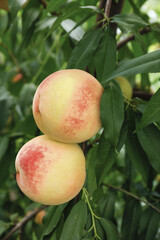 Fresh Yangshan Peaches Growing on Tree Branch in Wuxi Summer Orchard Harvest
