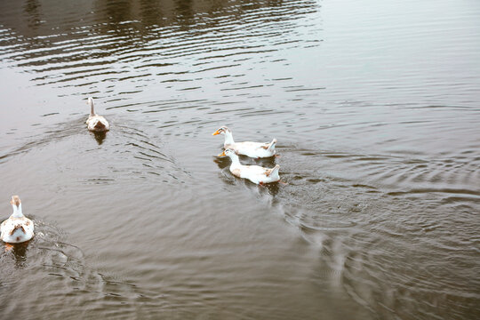 White Domestic Ducks Swimming in Pond Water - Rural Farm Life and Agricultural Livestock Photography - Powered by Adobe