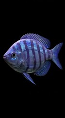 Striking Blue Striped Fish Swimming in Dark Water Close Up Aquatic Life Marine Biology Wildlife