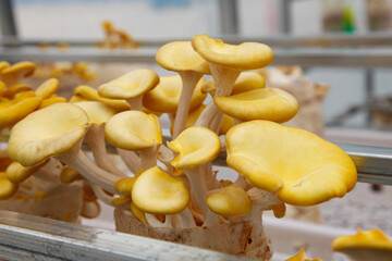 Commercial Oyster Mushroom Cultivation in Modern Agricultural Facility